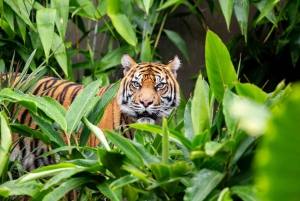 Sydney: Taronga Zoo Ticket with Return Ferry