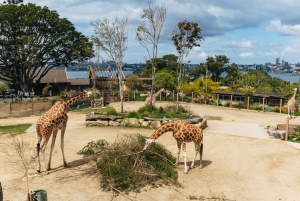 Sydney: Taronga Zoo Tickets