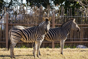 Sydney: Taronga Zoo Tickets