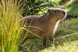 Sydney: Taronga Zoo Tickets