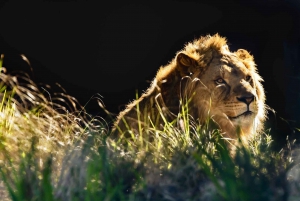 Sydney: Taronga Zoo Tickets