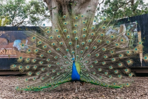 Sydney: Taronga Zoo Tickets