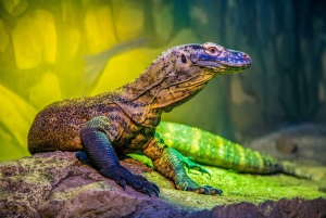 Sydney: Taronga Zoo Tickets