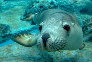 Sydney: Taronga Zoo Tickets