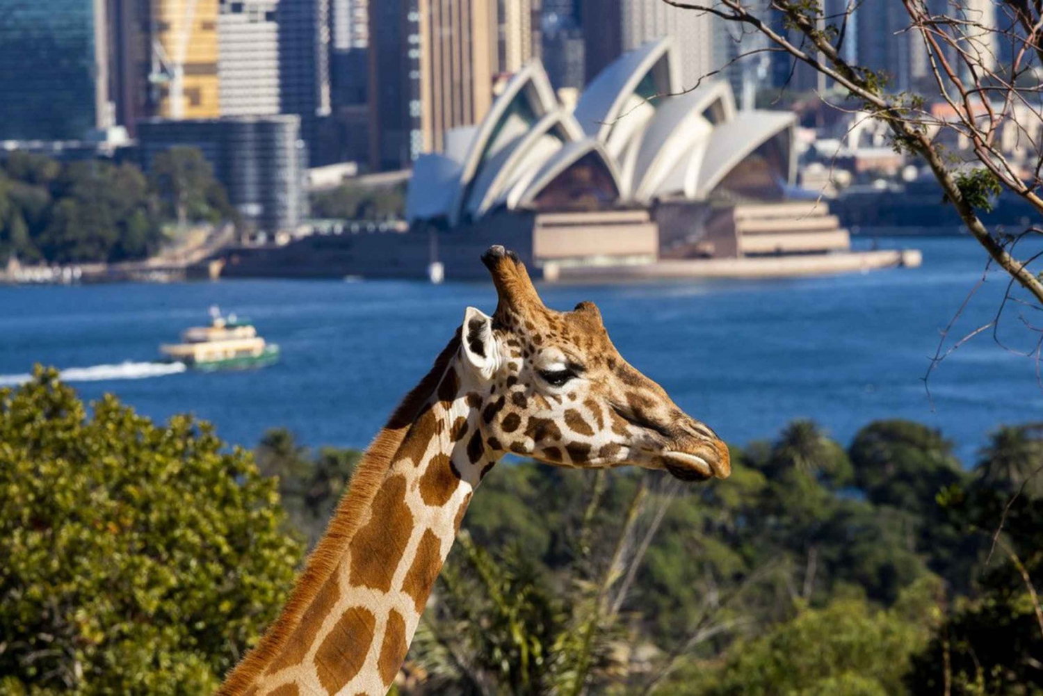 Biglietti per lo Zoo di Taronga