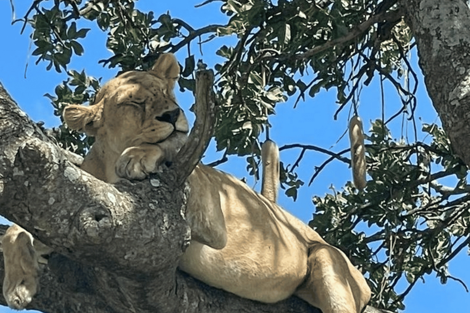 #1.Bedste Tarangire dagsudflugt safaritur-ISMANI TOURS & SAFARI