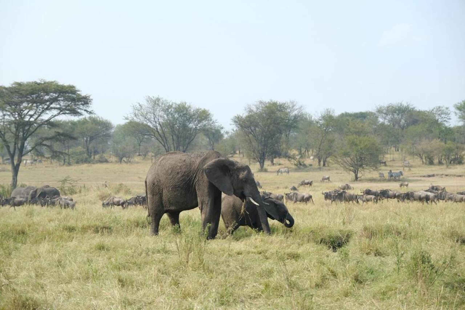 1 day Tarangire Trip