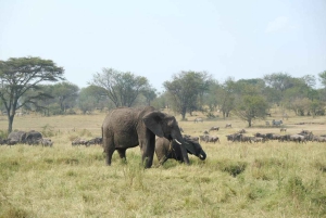 1 day Tarangire Trip