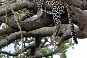 1 day Tarangire Trip