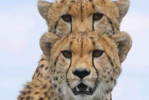 1 day Tarangire Trip