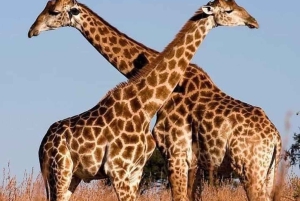 1 day Tarangire Trip