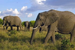 セレンゲティとケニア・タンザニア11日間：サファリの旅