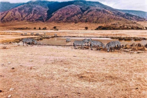 セレンゲティとケニア・タンザニア11日間：サファリの旅