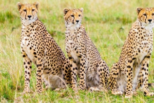 セレンゲティとケニア・タンザニア11日間：サファリの旅