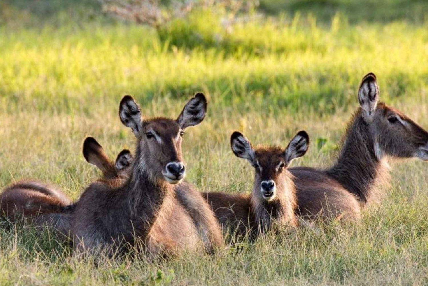 Safari de 2 días por las maravillas naturales de África
