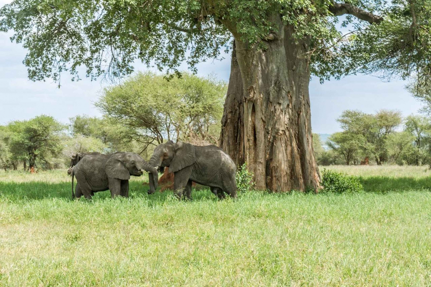 2-day comfortable safari from Dar-es-Salaam to Mikumi N Park