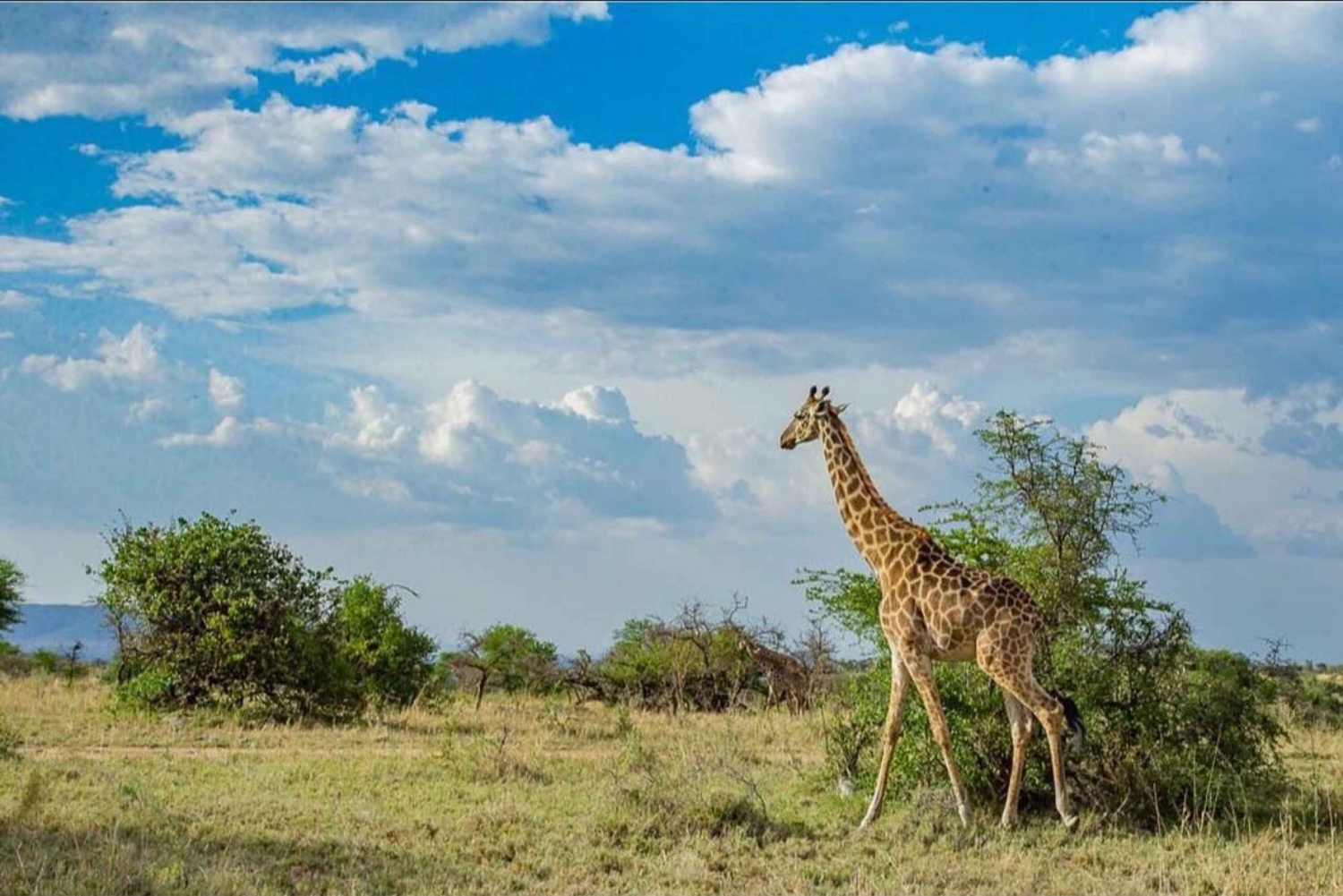 Safari de 2 dias de Zanzibar a Tarangire e à Cratera de Ngorongoro