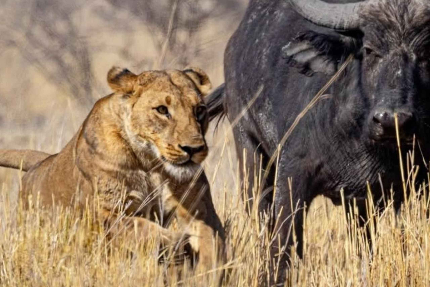 Safari de 2 días al Parque Nacional Nyerere desde Zanzíbar