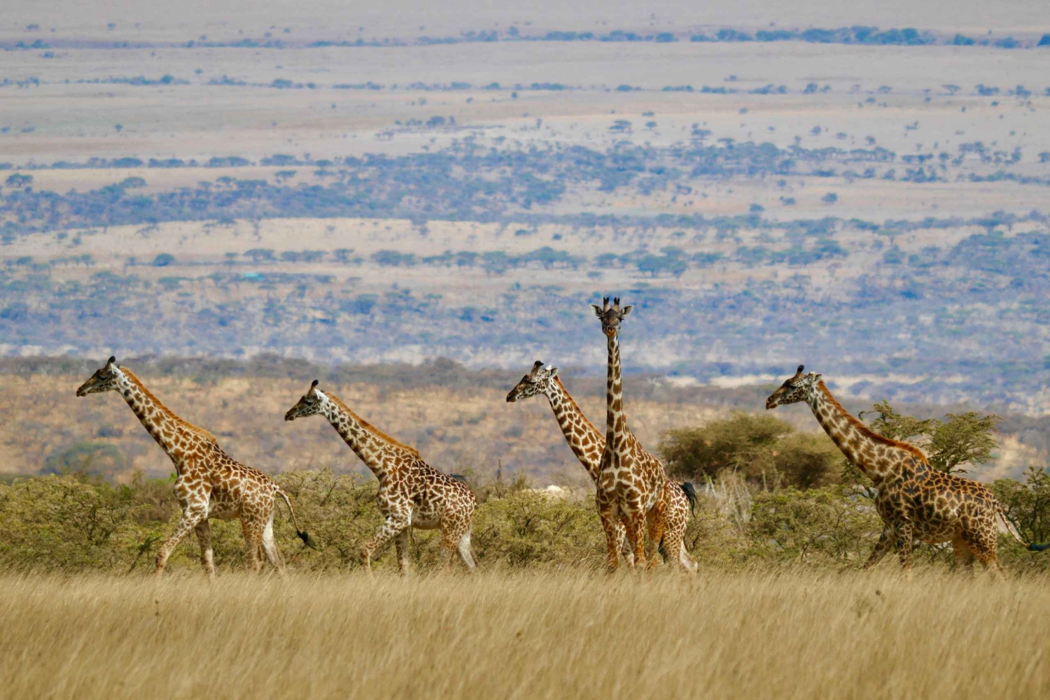 2-tägige Semi-Luxus-Safari ab Sansibar für Hochzeitsreisende.