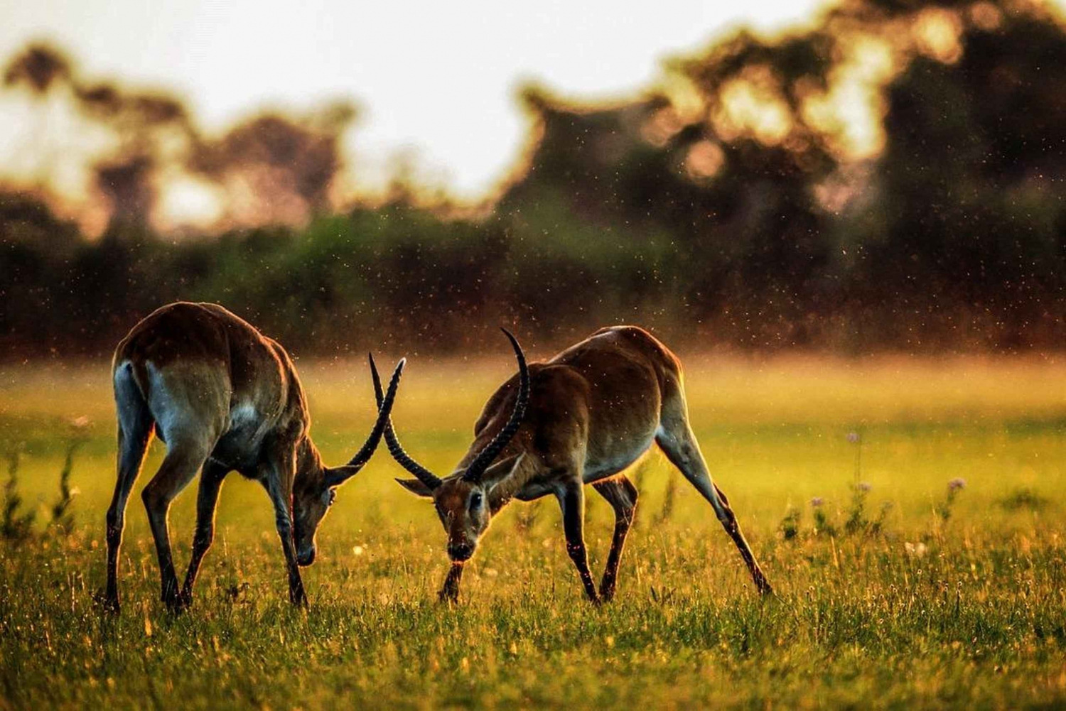 2 dager 1 natt Nyerere nasjonalpark fra Zanzibar med fly