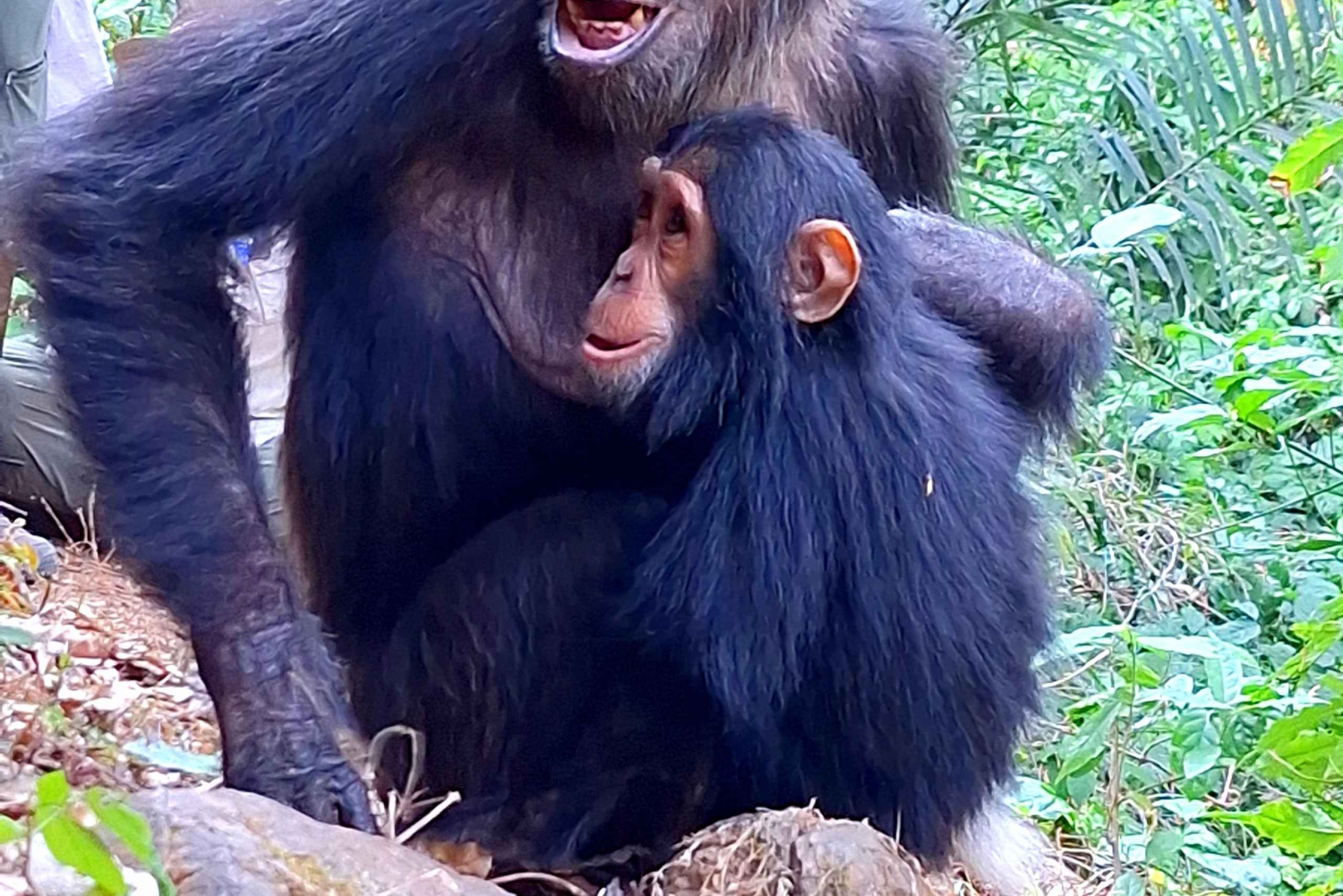 Trekking tra gli scimpanzé di Gombe, kayak e visita della città in 3 giorni