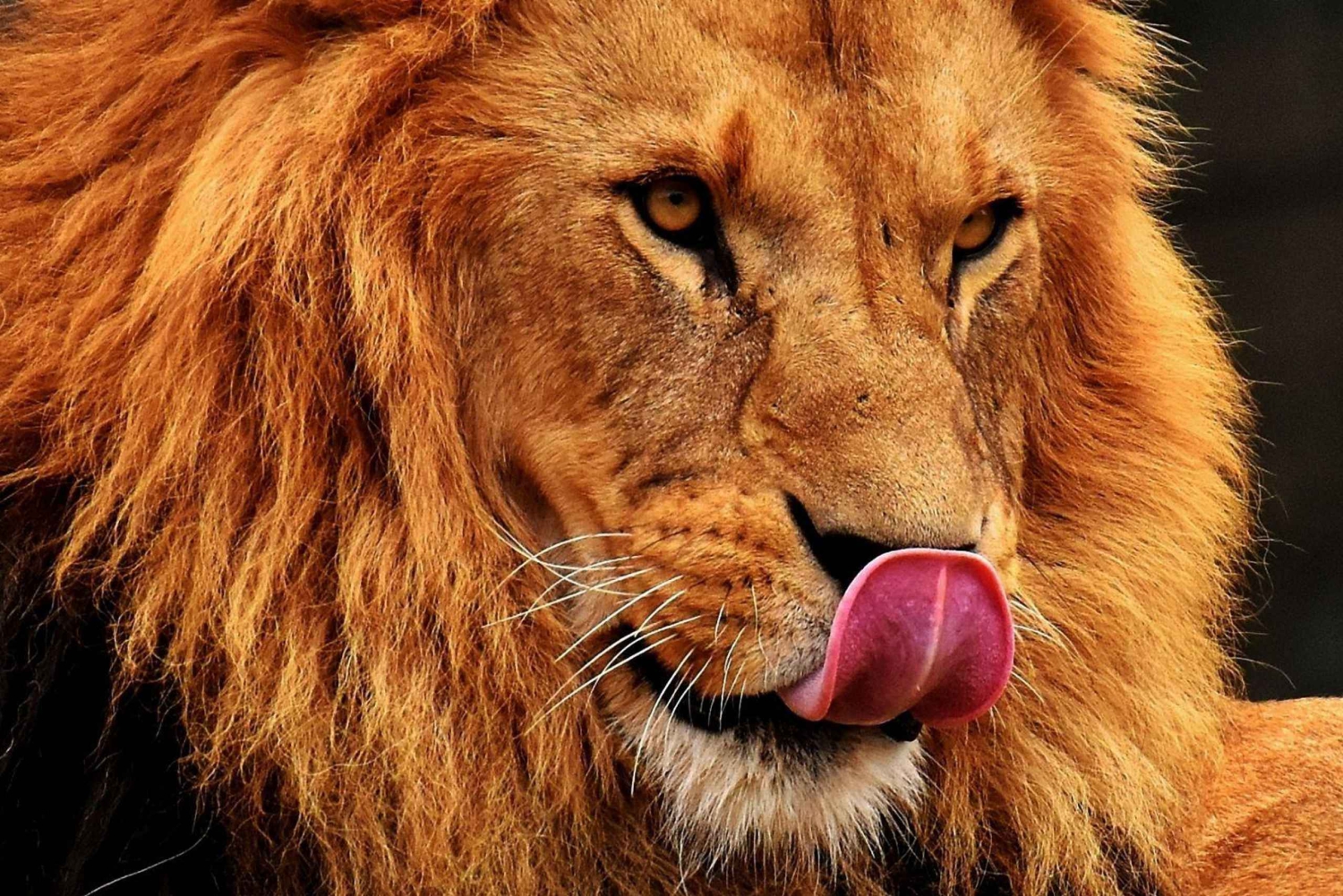 Safari de 3 jours | Parc national du Serengeti et cratère du Ngorongoro