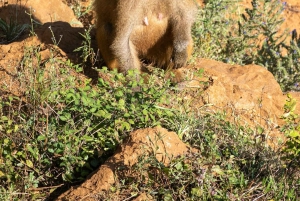 3-dages Mikumi-safari, Uluguru-vandretur og maasai-kultur
