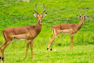 3-dages Mikumi-safari, Uluguru-vandretur og maasai-kultur