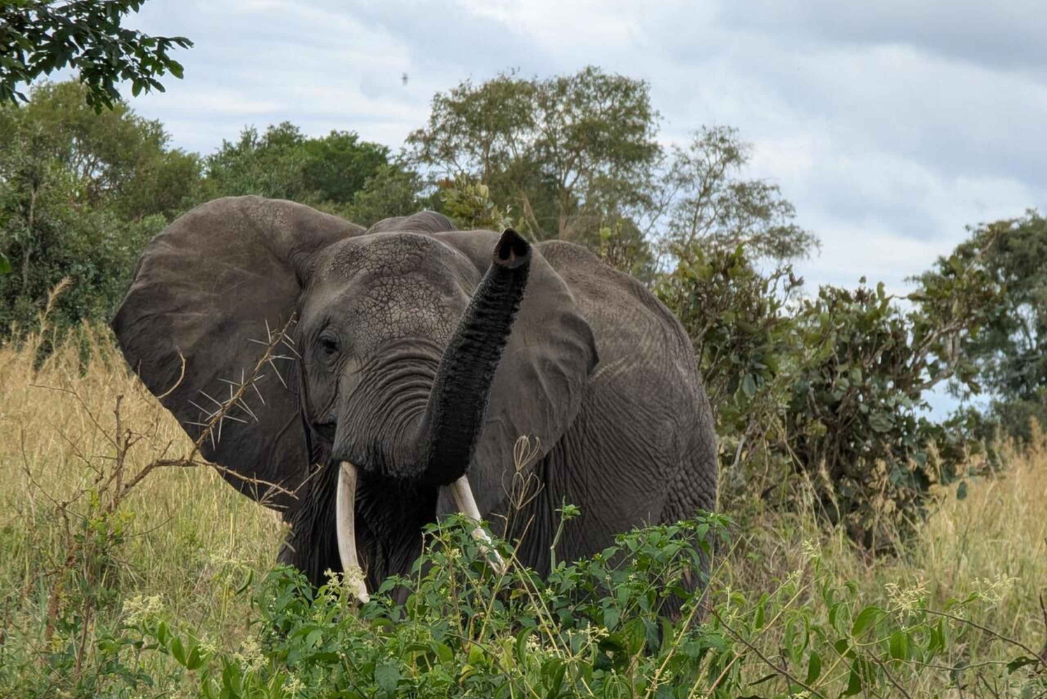 Safari di 3 giorni al Parco Nazionale Nyerere da Zanzibar con volo
