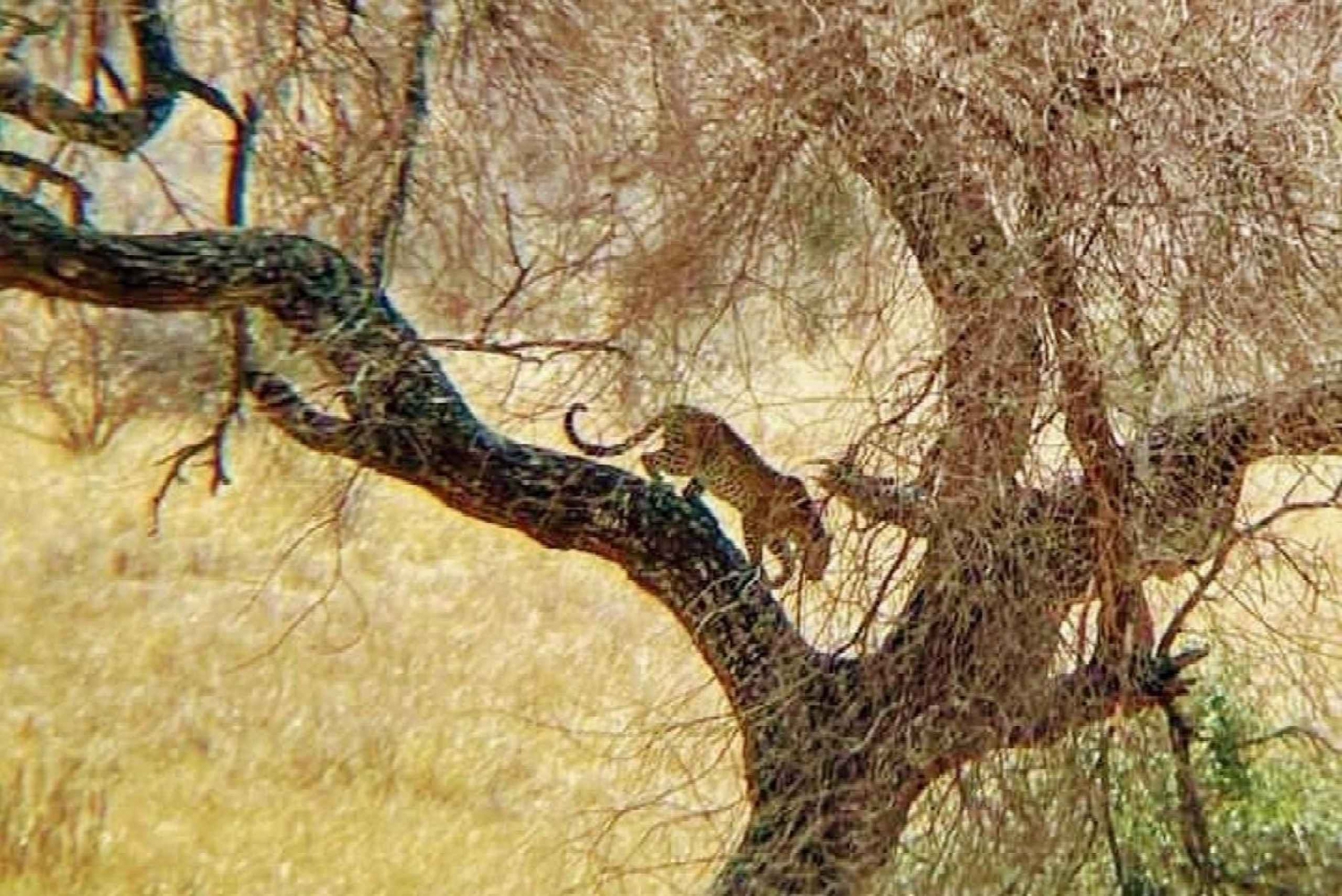 3-tägige Safari von Sansibar zum Nyerere Park mit Boot, Auto und Flugzeug