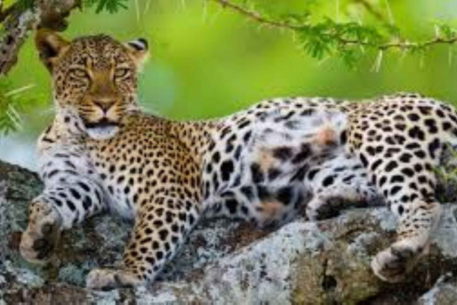 3-dagers luksussafari i Serengeti og Ngorongoro