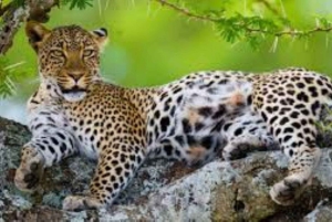 3-dagers luksussafari i Serengeti og Ngorongoro