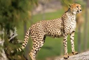 3-dagers luksussafari i Serengeti og Ngorongoro