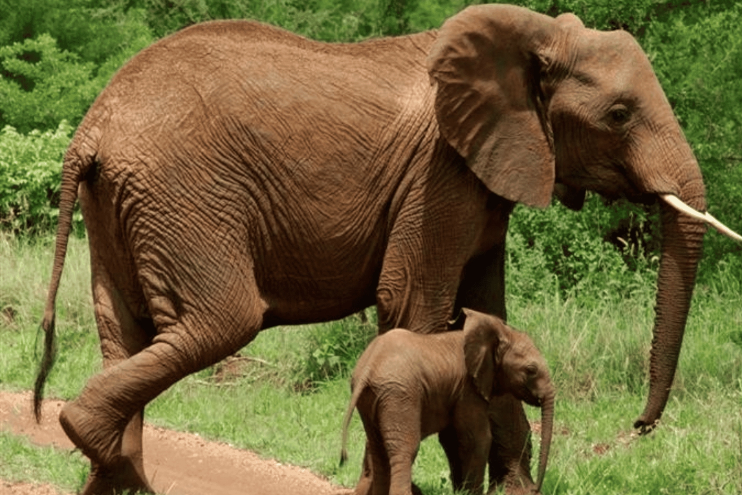 3-дневное сафари по Серенгети и Нгоронгоро