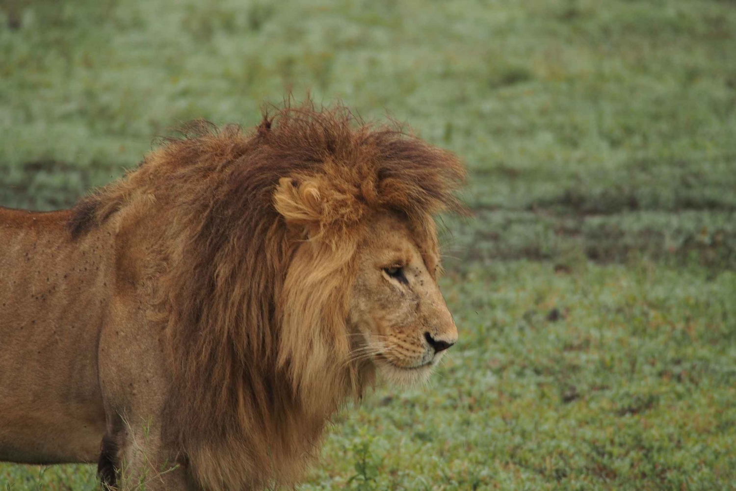 3 dages campingsafari i mikumi nationalpark