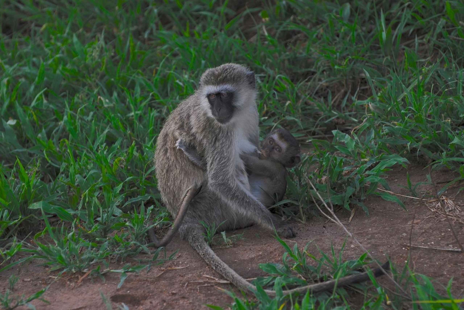 3-daagse onvergetelijke herinnering van Dar-es-Salaam naar Mikumi NP