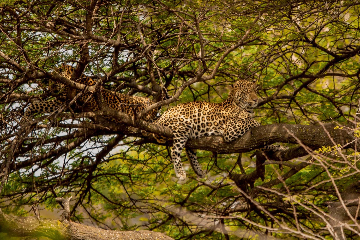 Safari de 4 jours : arrivée à Zanzibar et départ d’Arusha, de la brousse à la plage