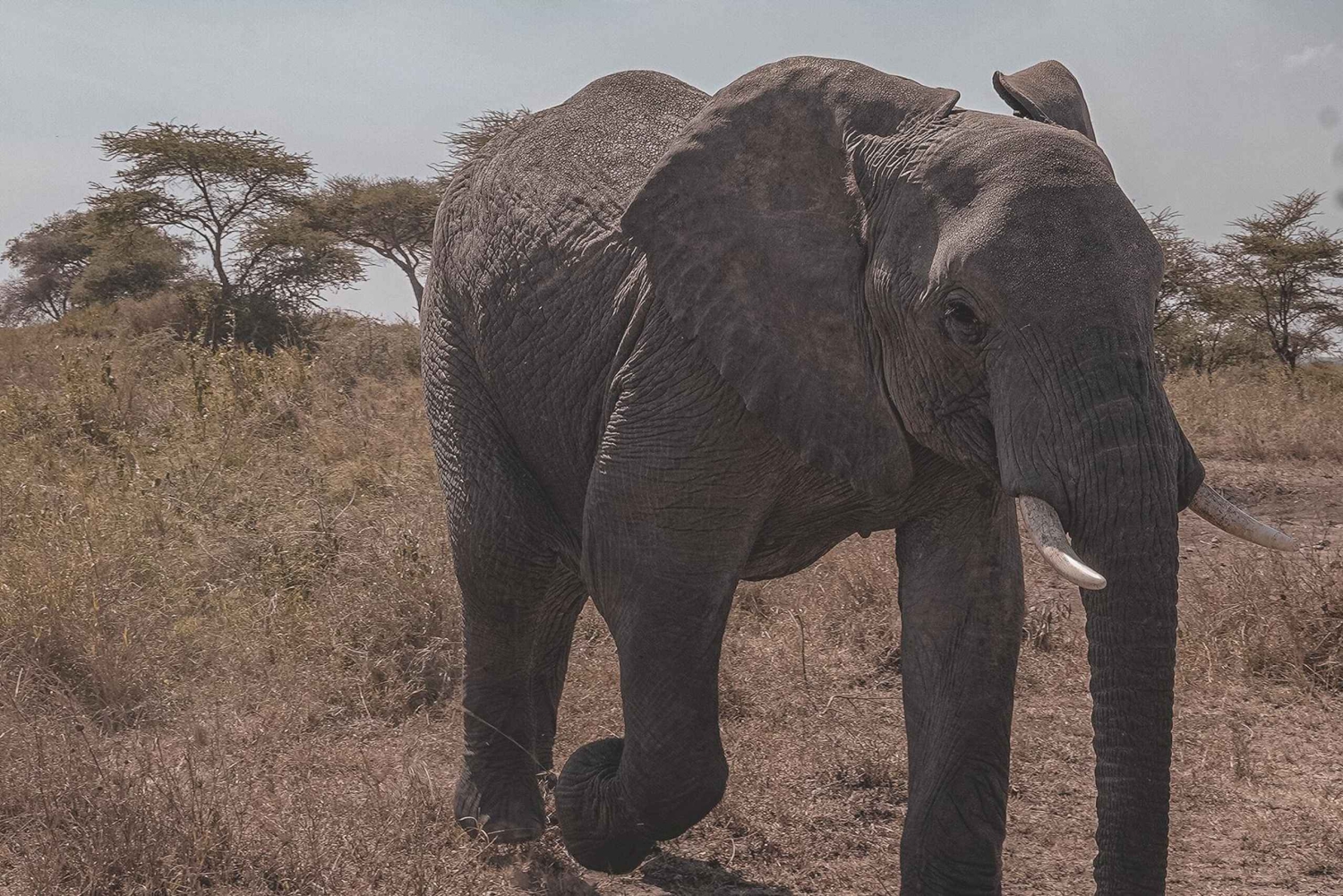 4-дневное сафари в Танзании для пожилых путешественников