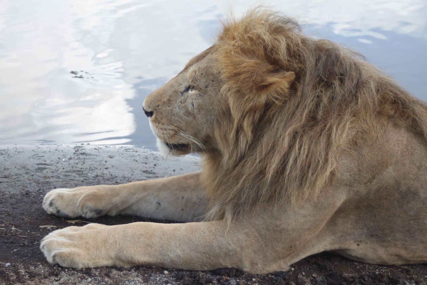 4-dages safari i Tarangire, Serengeti og Ngorongoro