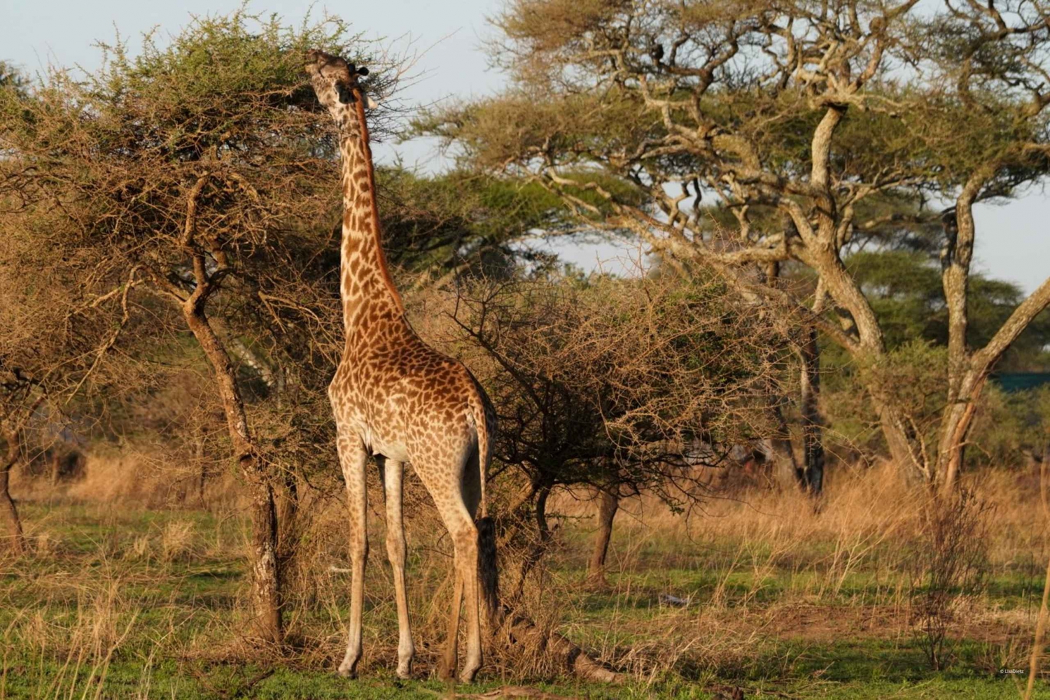 4 dias Tarangire, Serengeti, Ngorongoro Group Camping Safari