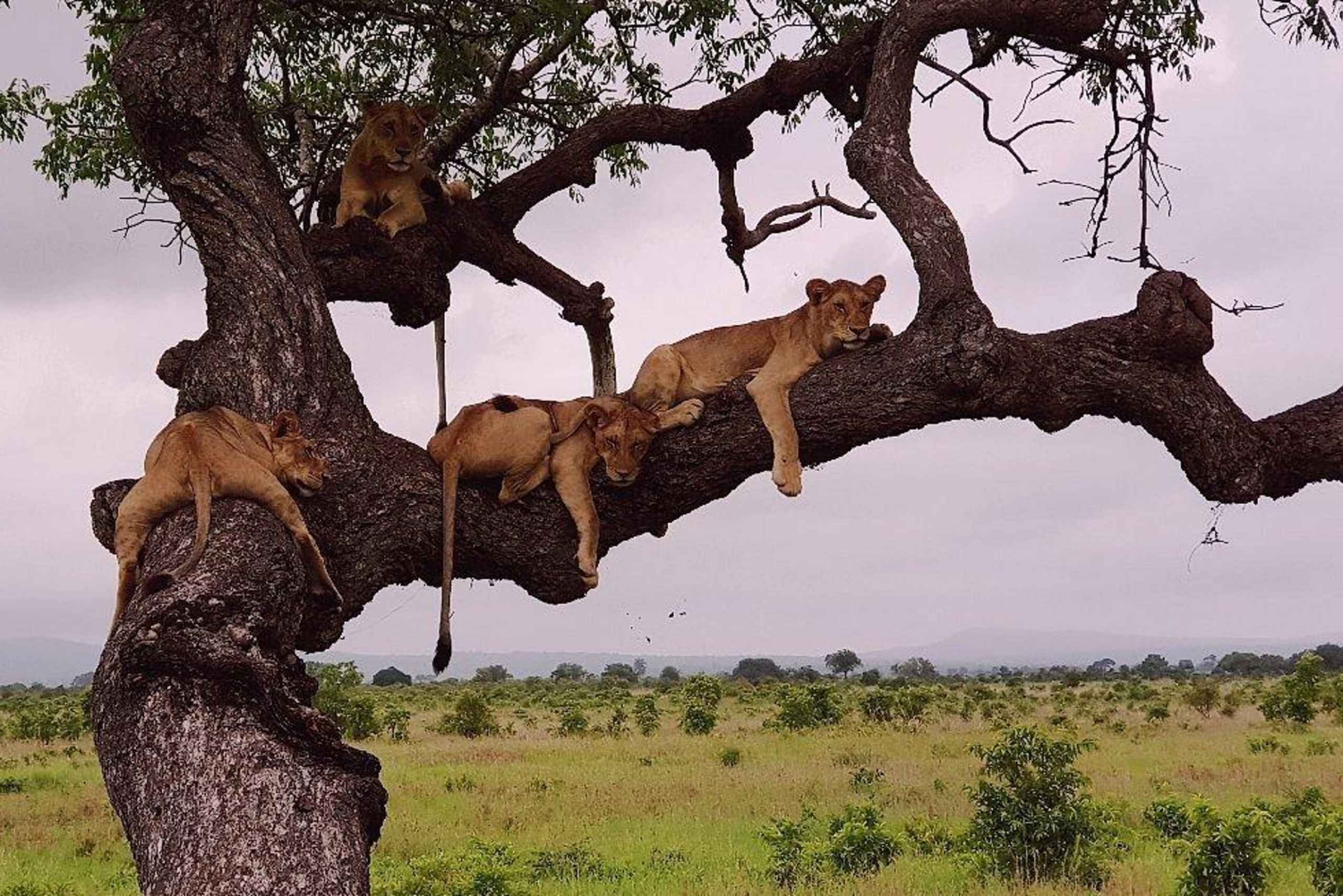 5-dagers kultursafari – Mikumi og Nyerere nasjonalparker