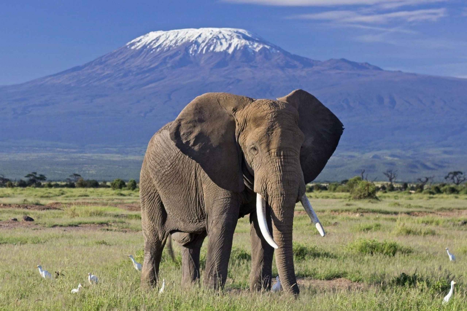 Safari in Kenya di 6 giorni ad Amboseli e Tsavo ovest e est.