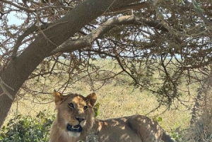 6 Days 5 Nights Serengeti King of the Jungle Safari-Tanzania