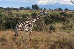 6 Days 5 Nights Serengeti King of the Jungle Safari-Tanzania