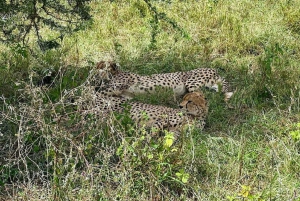 6 Days 5 Nights Serengeti King of the Jungle Safari-Tanzania
