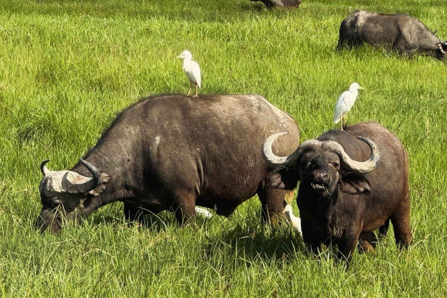 6-tägige Safari zur Gnuswanderung in der nördlichen Serengeti