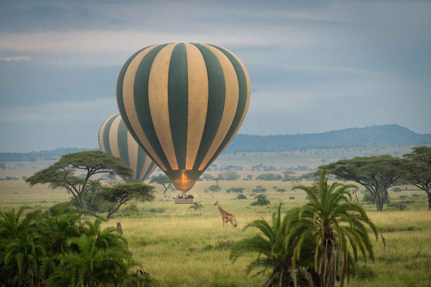 7-dniowe safari w Serengeti i wycieczka na plażę Zanzibaru