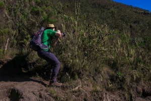 8-dages Lemosho-rute – Toppen af Kilimanjaro nytårsaften 2026