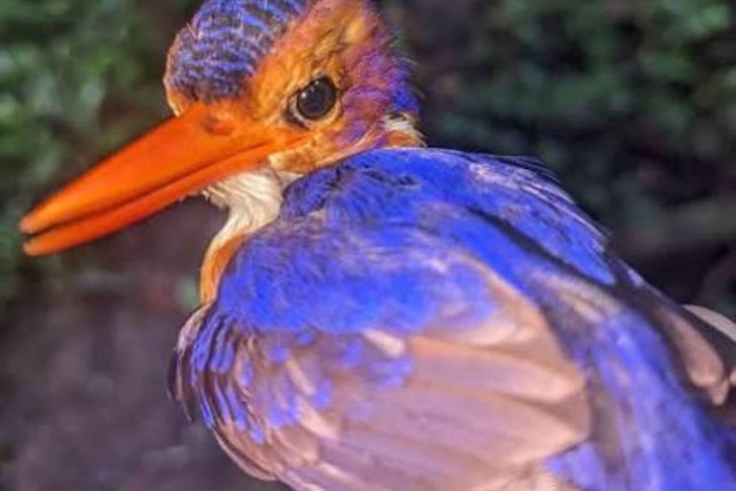 A Day in Paradise: Discovering the Magic of Pemba Island