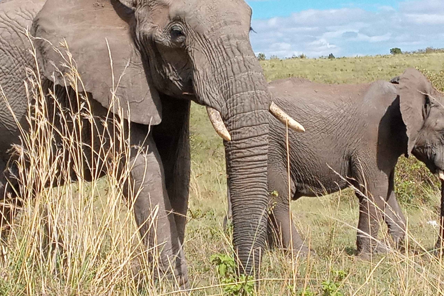 Амбосели; 2-дневное сафари в парк Амбосели из Найроби.